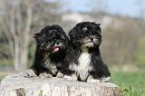 LHASSA APSO 009